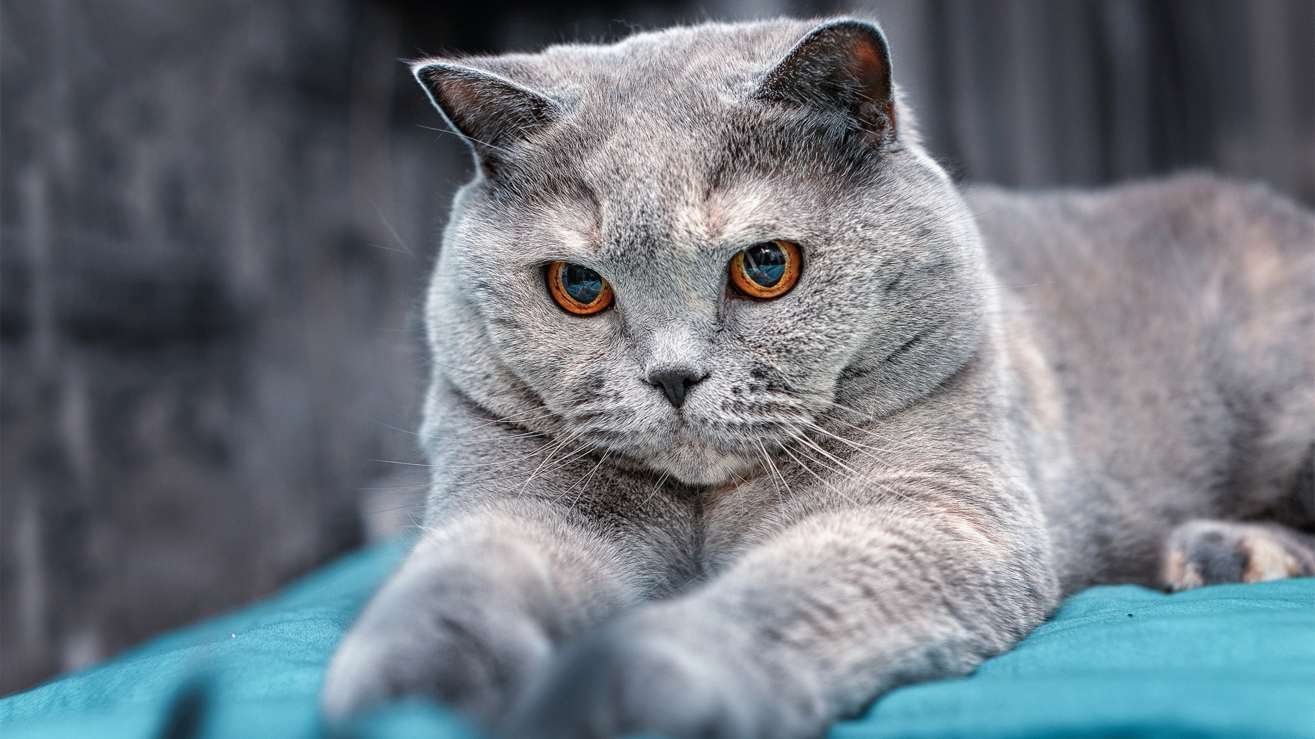 双线辉煌，法国队逆转韩国队登顶，黄鸭组合再破纪录铸传奇