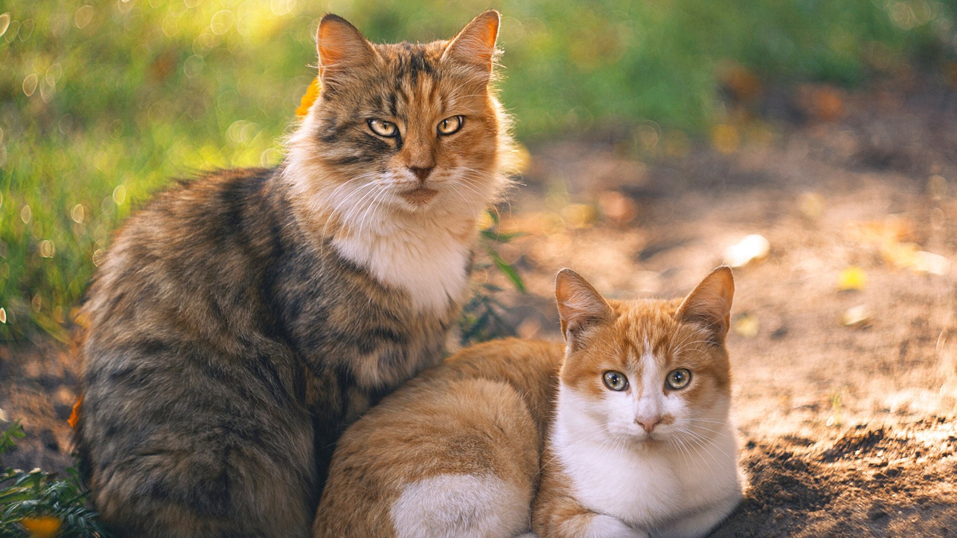 平行宇宙的乒乓对决，奥恰洛夫执教中国轻取英格兰