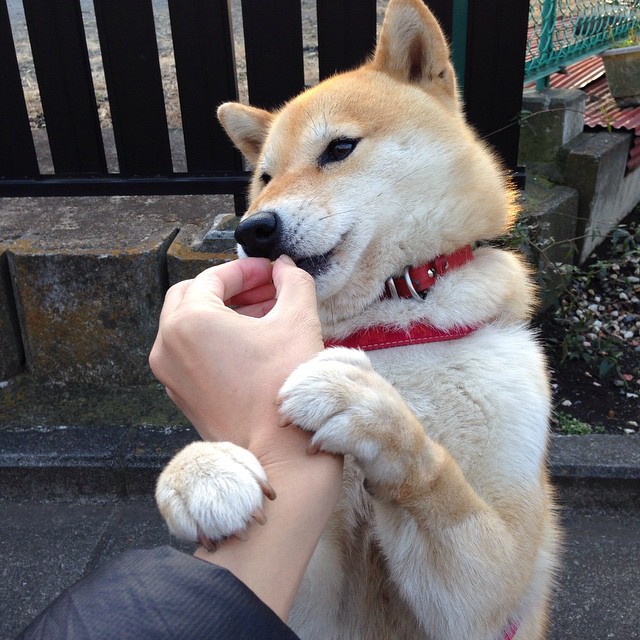 悬崖边的胜利，佩雷兹—红牛险胜威廉姆斯的关键先生