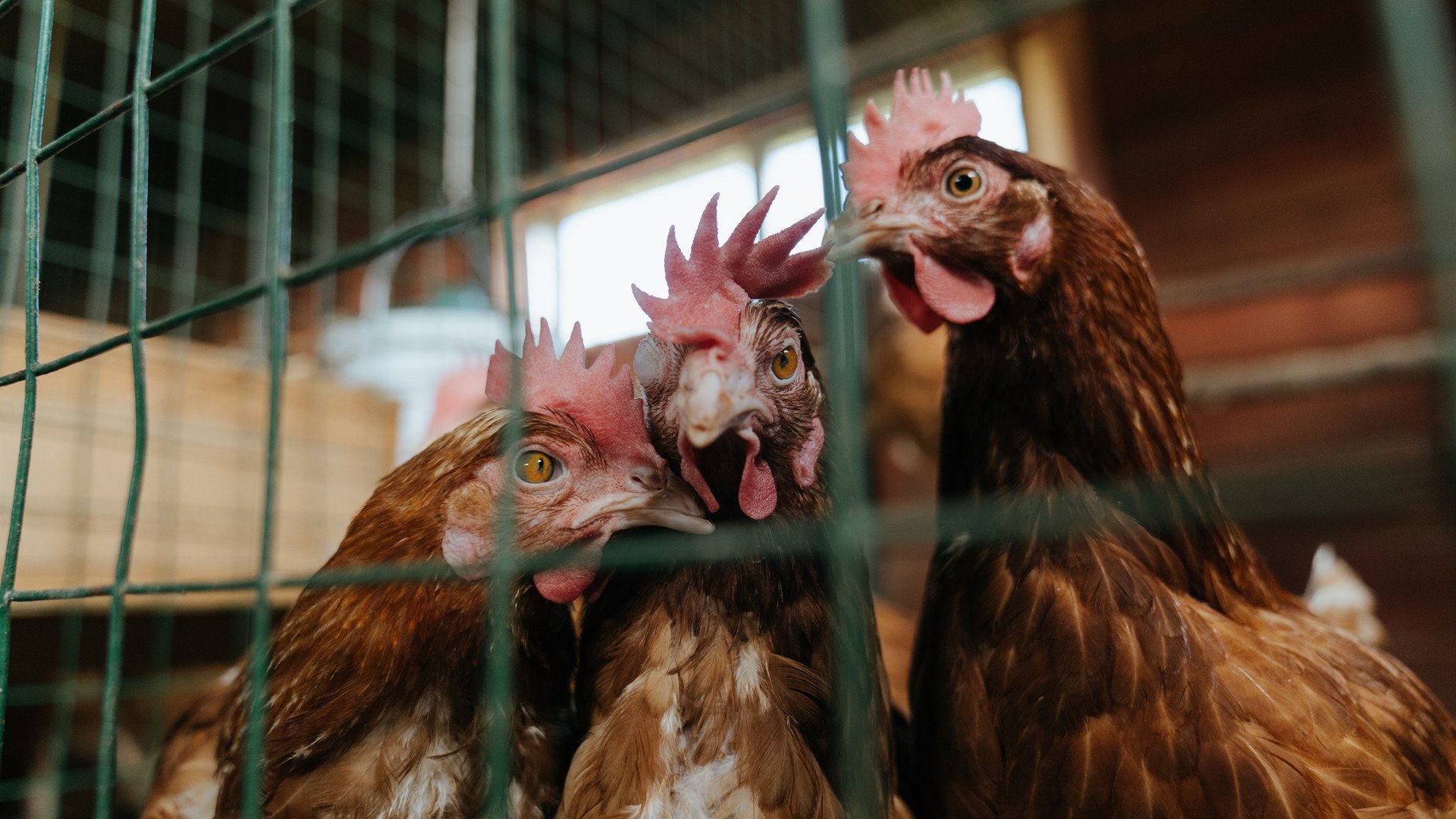 鹰击长空！风卷残云横扫快船，小贾伦·杰克逊擎天之战封神