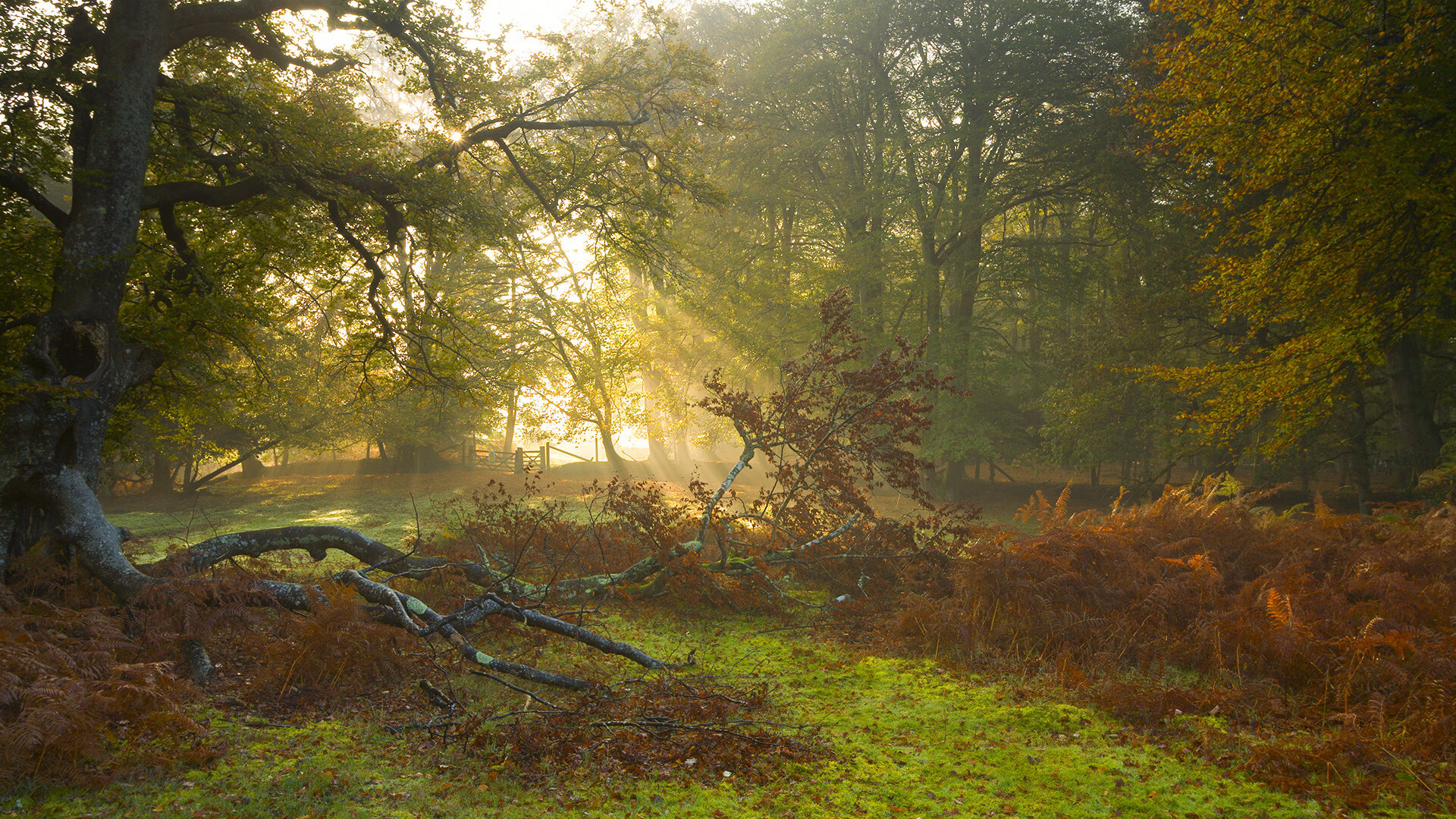 当希腊怪兽空降新奥尔良，字母哥赛后评分拉满的平行宇宙之战