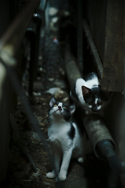 国王设计未来，哈利伯顿攻防全控制导独行侠