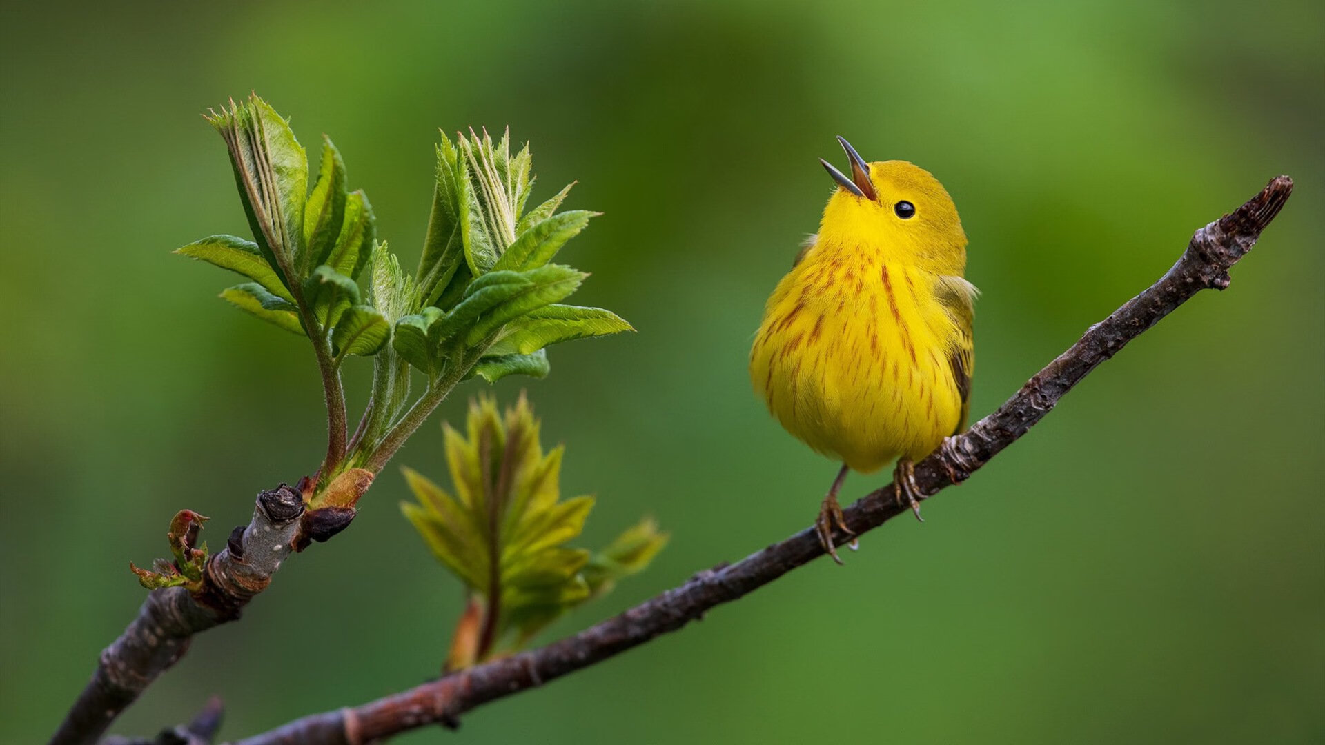 绝境炼真金，塞维利亚困局中，阿圭罗于无声处听惊雷