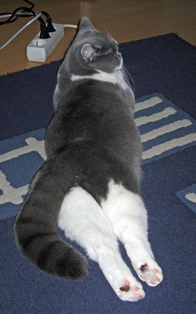 唯一性的诠释，篮网收割76人，霍勒迪在美加墨世界杯接管比赛