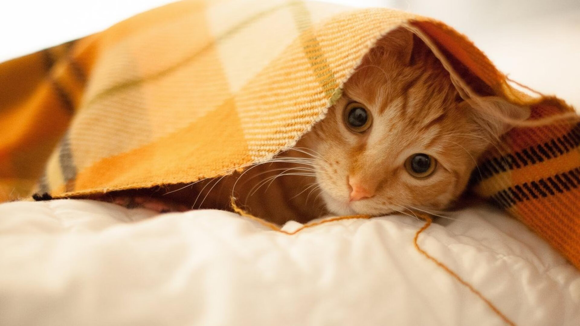 双城记，格林火箭升空隔空呼应，山西铁骑踏破明尼苏达冰原