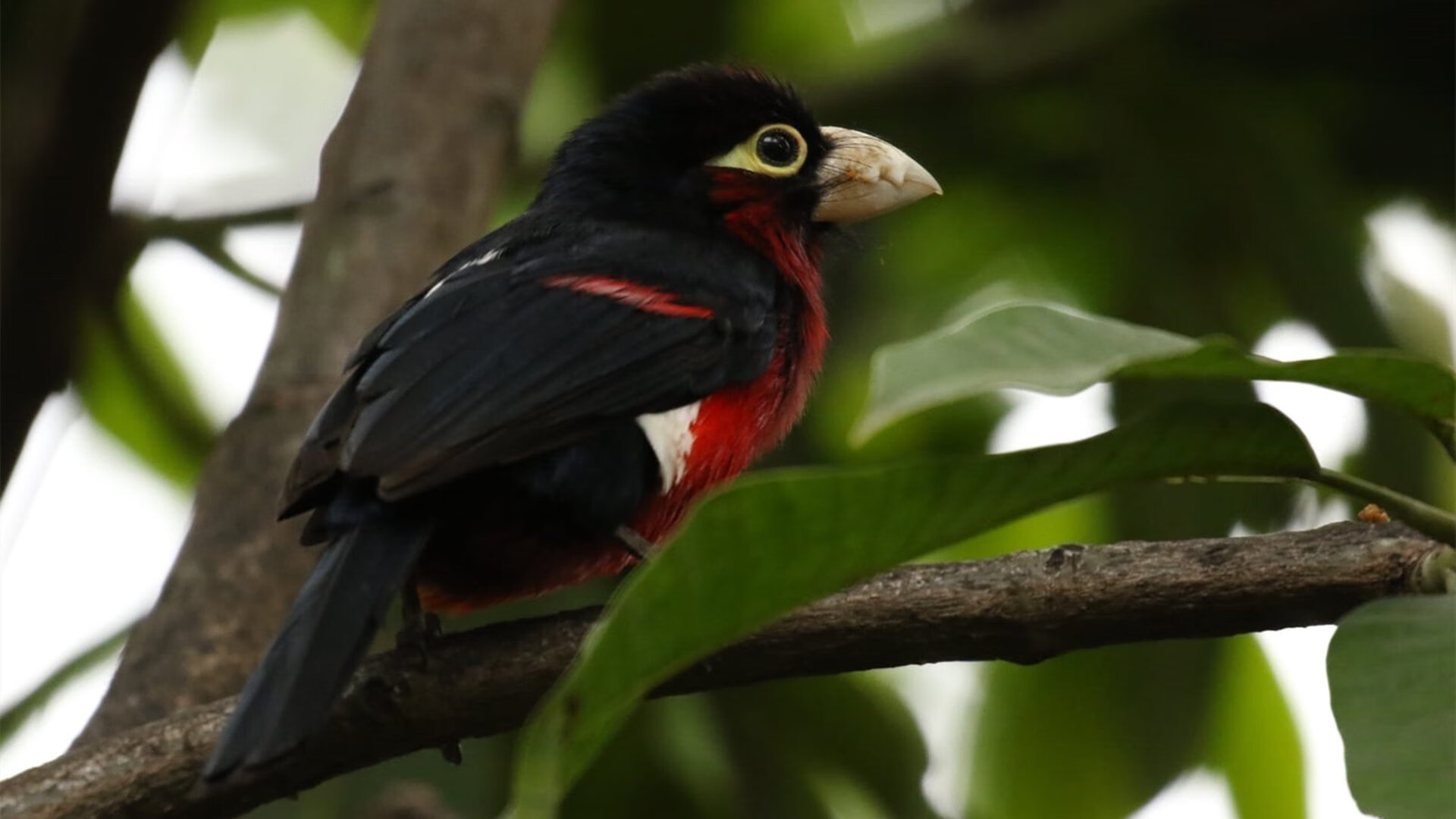 狂澜既倒一人扶，西亚卡姆终场绝响，雷霆撕裂猛龙防线