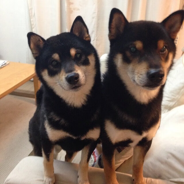 奇才轻取猛龙抢下赛点，团队力量撕裂坚盾