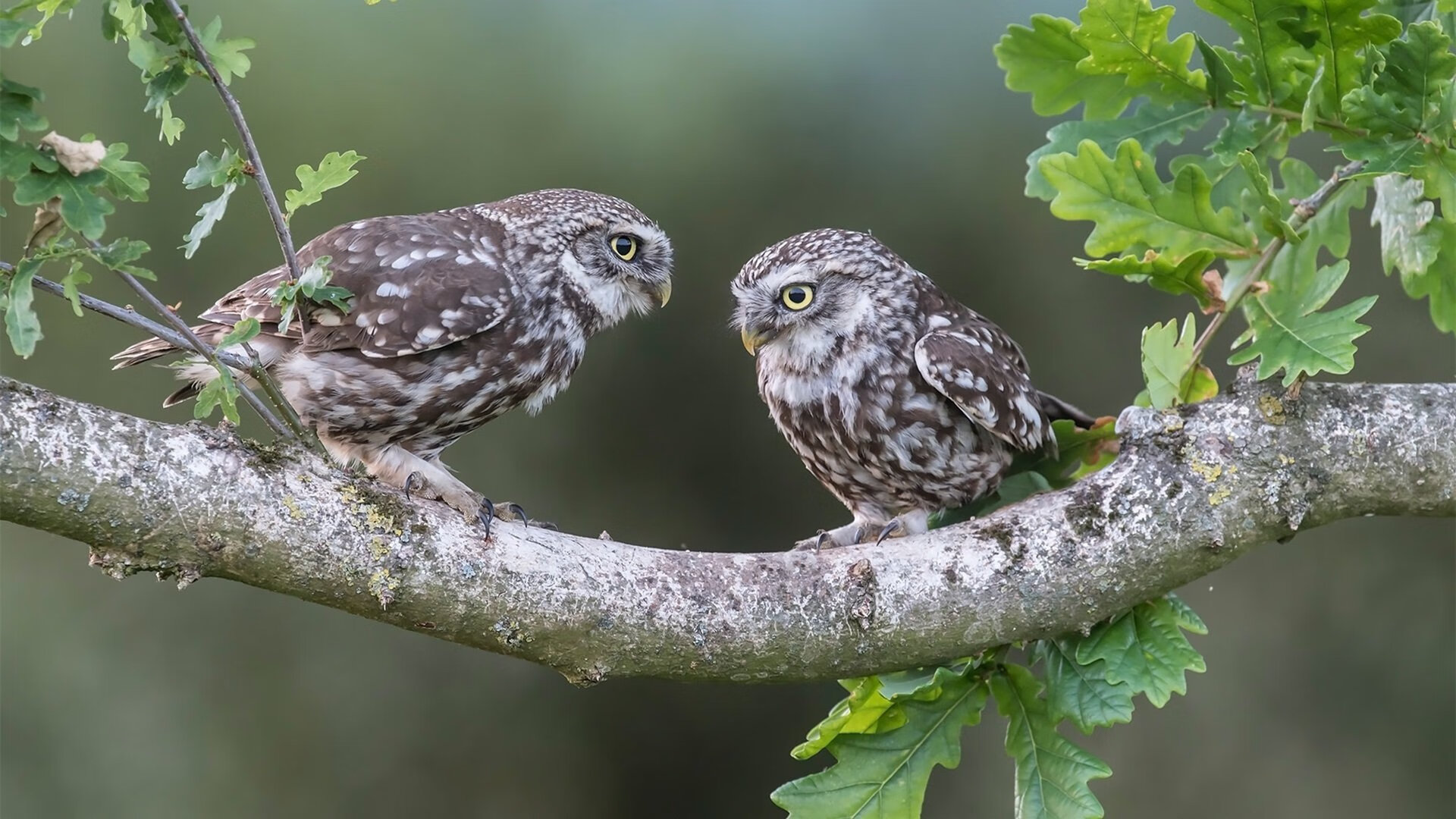 世界杯赛场的NBA风暴,一场改写规则的神秘对决