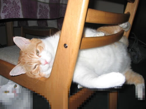 冰壶鏖战,加拿大与苏格兰的世界排名焦点战