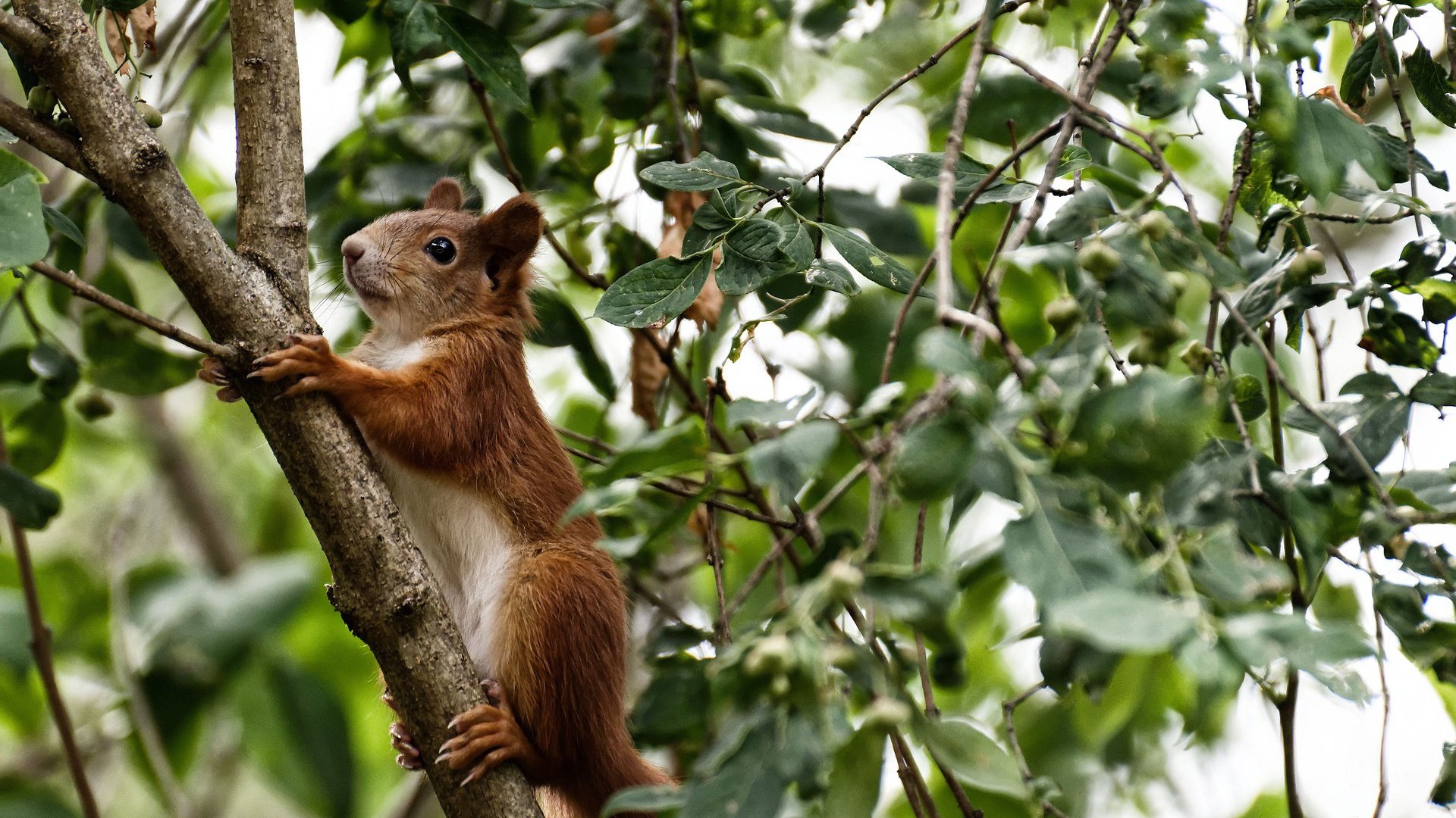 时间骑士，从2018年克利夫兰到2026年马尼拉，唯一性如何跨越时空传递