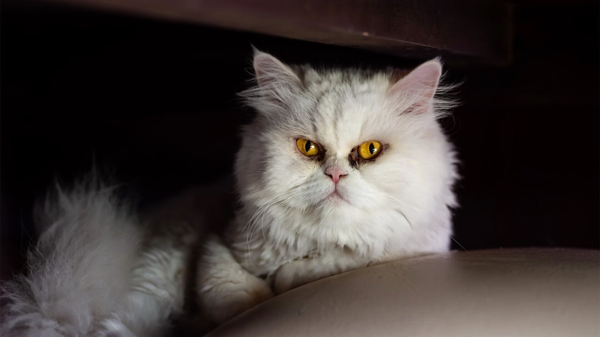 雷霆新王封印解除！米切尔狂砍39分越过KD，双子星联手撕裂开拓者