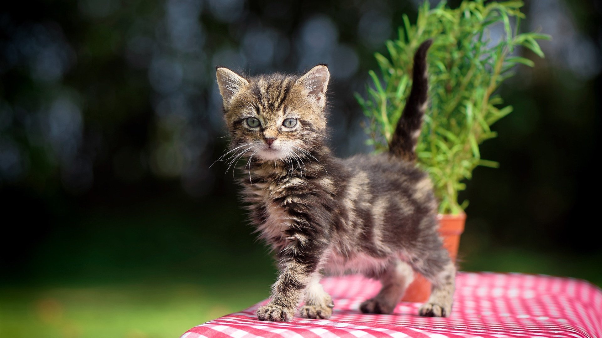 德甲争冠的北欧法则，拜仁如何以芬兰式冷静强行终结悬念