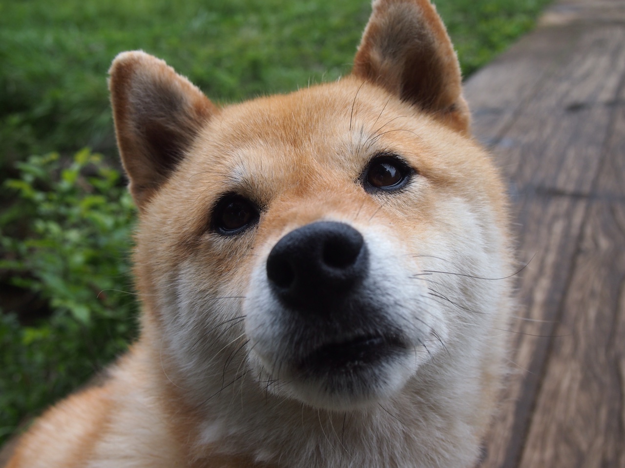 赛道与绿茵,迪巴拉的午夜救赎