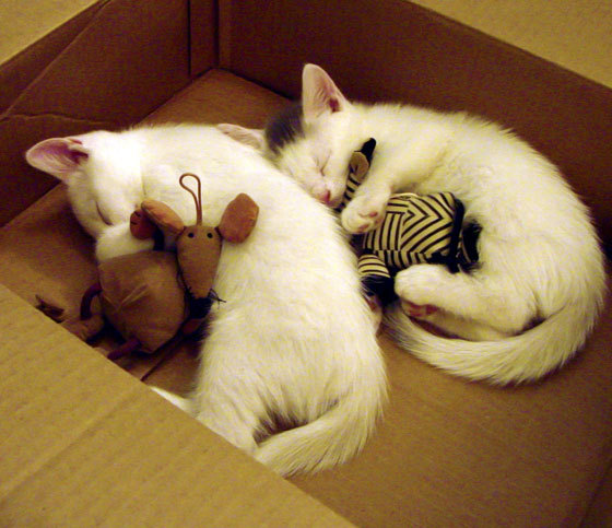 欧冠决战夜的双面利刃，阿什拉夫如何用攻防统治，改写了现代边后卫的定义