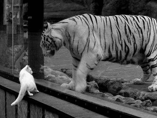 唯一性双重奏,巴斯托尼生涯之夜闪耀,埃及淘汰赛力克新西兰晋级