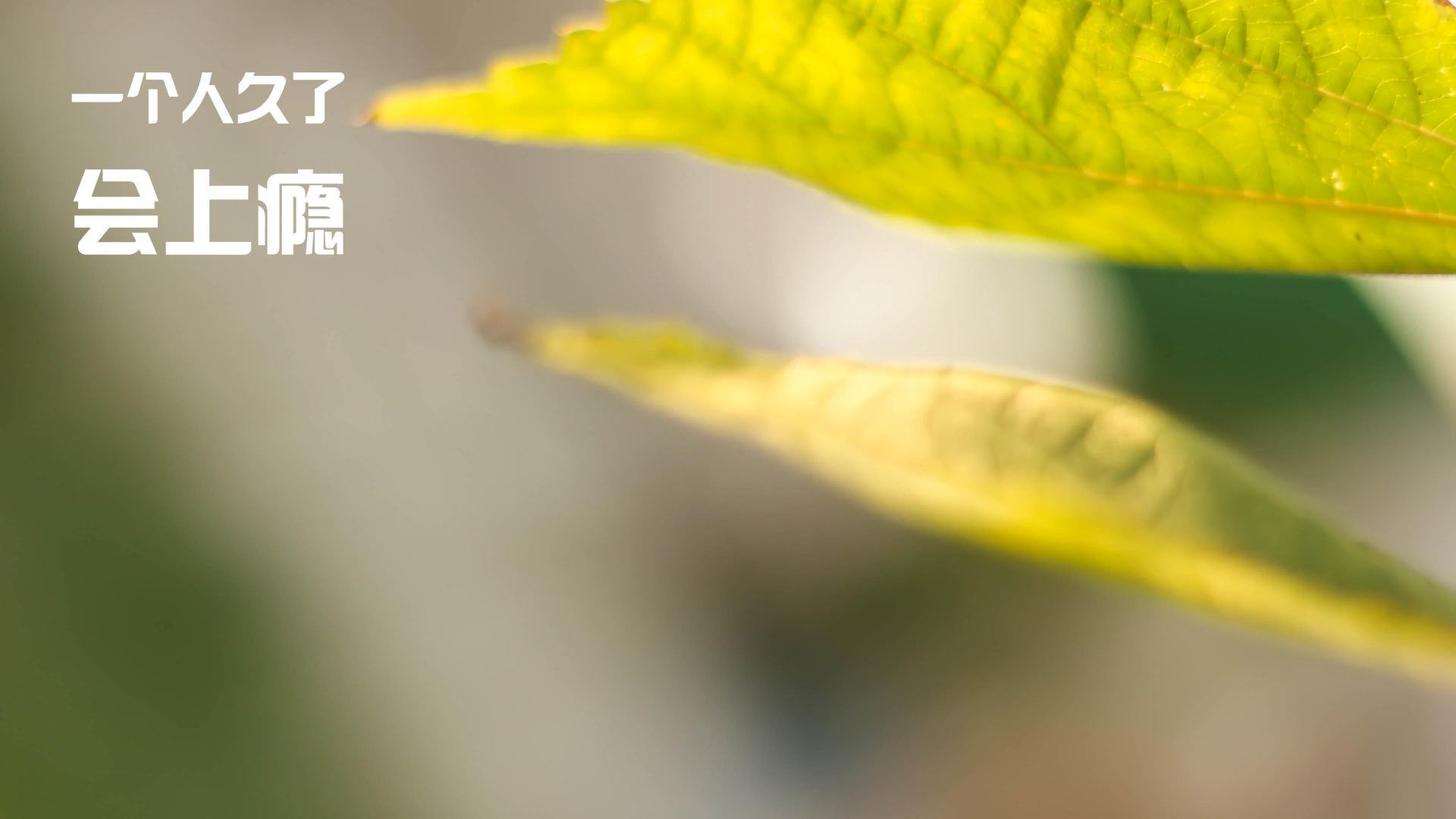 跨越领域的统治，森林狼的团队压制如何铸就莫兰特2026世界杯的传奇篇章