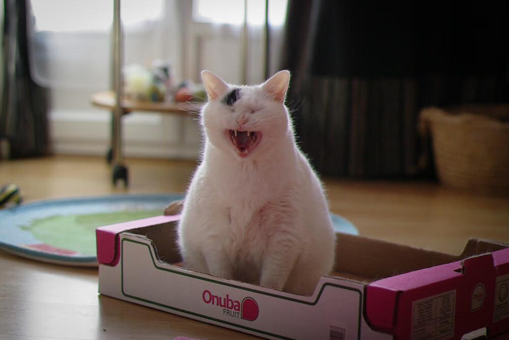 致命0.3秒，马克西如何用一记真空切割终结灰熊，并切开自己的宿命？