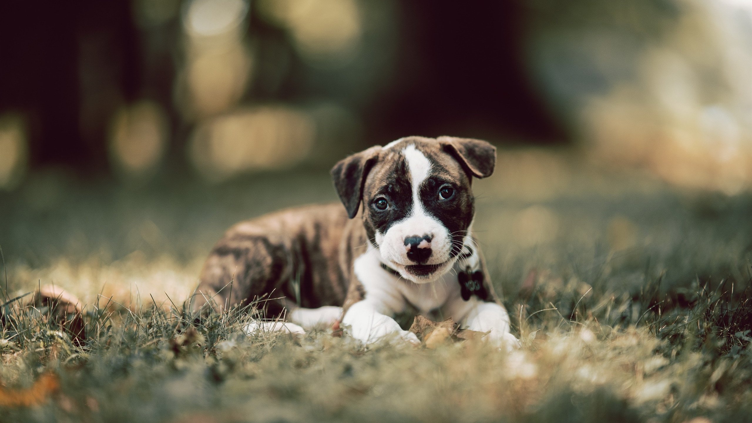 全能詹姆斯的王者时刻，山西队全面压制辽宁队