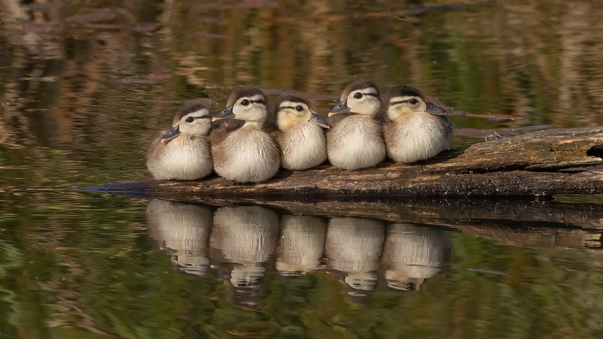 从南美到英超,戈麦斯双线闪耀,巴拉圭精神照亮争冠之路