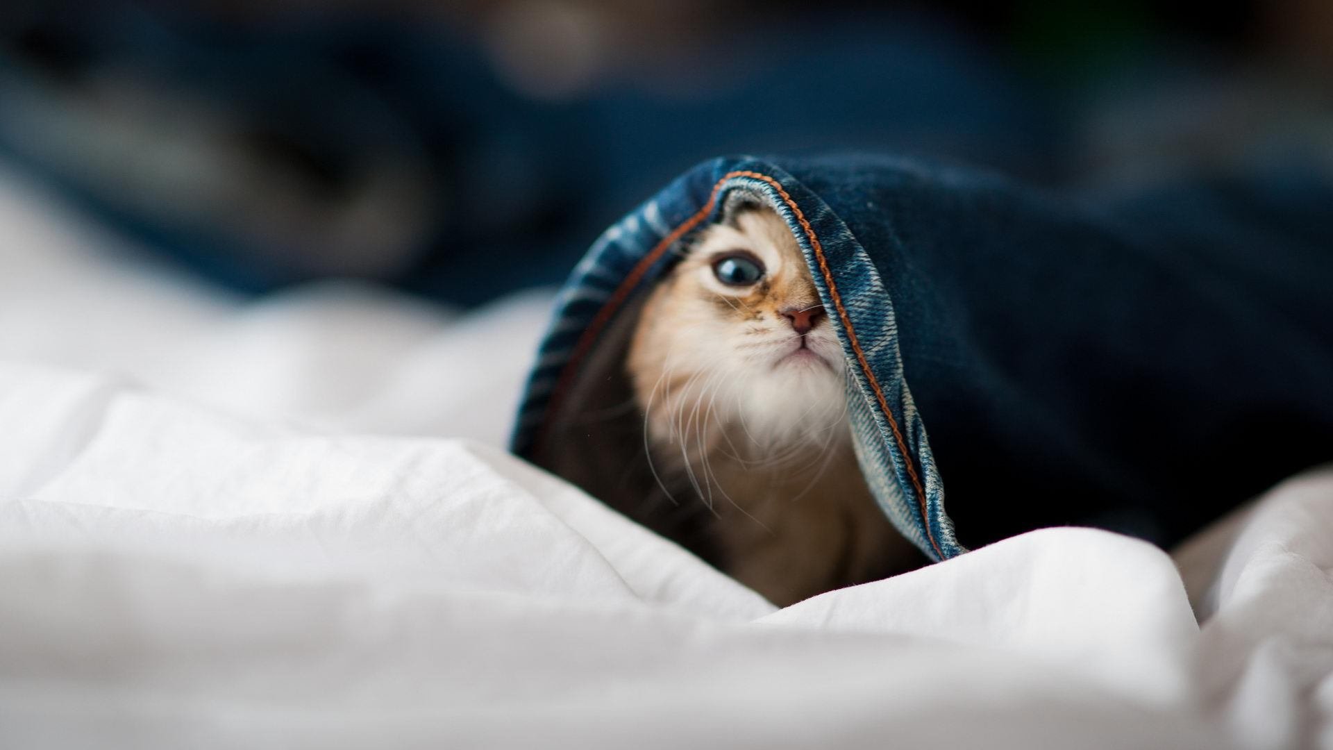 钢铁洪流碾碎密城防线，三球数据井喷映衬团队胜利