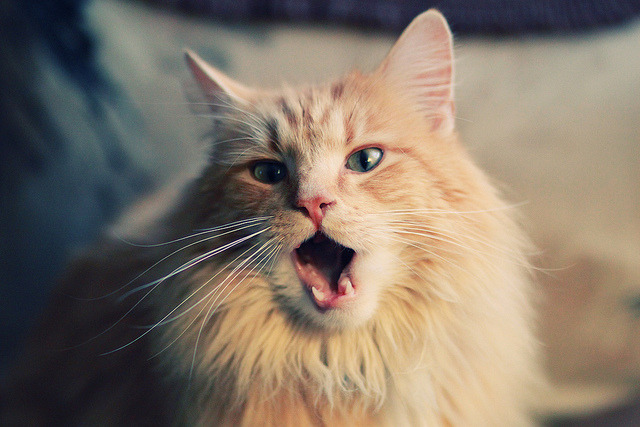 爱尔兰血拼马竞,蓝黑军团用2240万欧元,换回一个关键先生